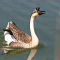 Schwanengans (Anser cygnoid)