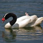 Schwarzhalsschwan (Cygnus melancoryphus)