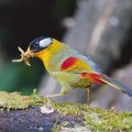 Silberohr-Sonnenvogel (Leiothrix argentauris)