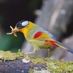Silberohr-Sonnenvogel (Leiothrix argentauris)