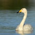 Singschwan (Cygnus cygnus)