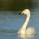 Singschwan (Cygnus cygnus)