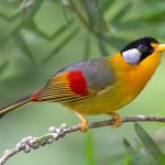 Sonnenvogel (Leiothrix argentauris)