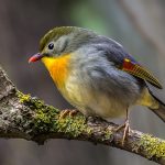 Sonnenvogel (Leiothrix lutea), auch Chinanachtigall