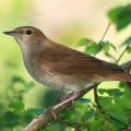 Sprosser (Luscinia luscinia)