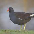Teichralle (Gallinula chloropus), auch Teichhuhn