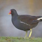 Teichralle (Gallinula chloropus), auch Teichhuhn