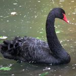 Trauerschwan (Cygnus atratus) oder Schwarzschwan