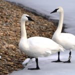 Trompeterschwan (Cygnus buccinator)