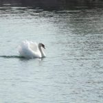 Zwergschwan