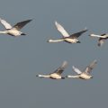 Zwergschwan (Cygnus bewickii)