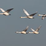 Zwergschwan (Cygnus bewickii)