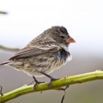 finkenvogel