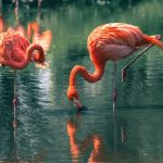 flamingos am essen