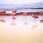 flamingos am see