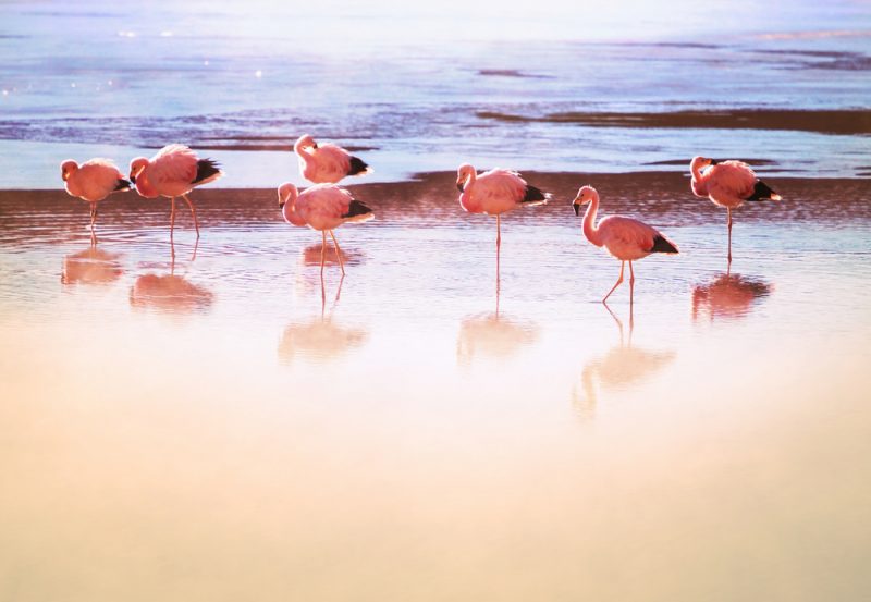 flamingos am see