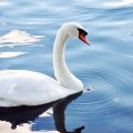 schwan