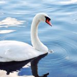 schwan