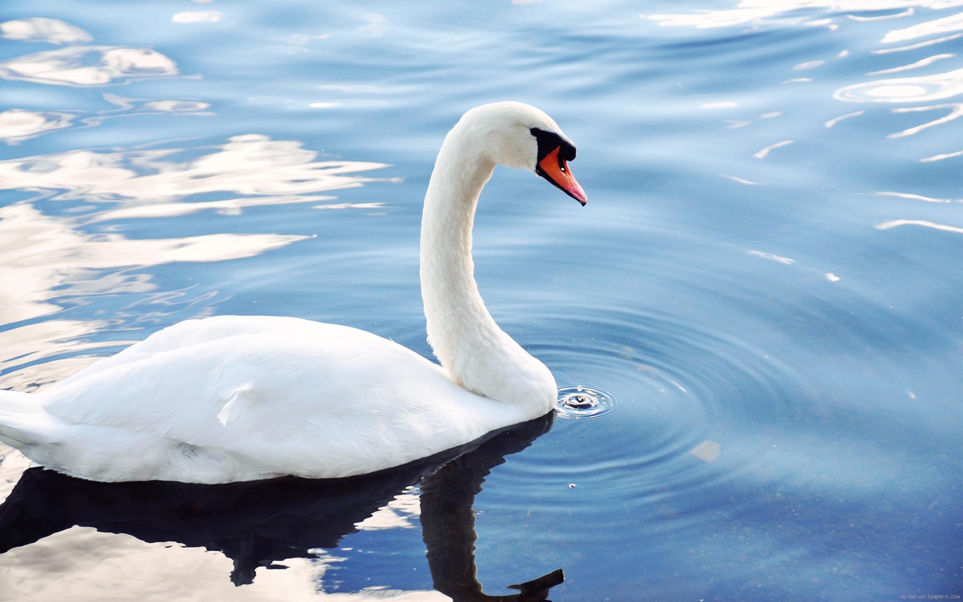 schwan
