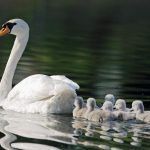 schwanfamilie