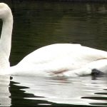 trompeterschwan im see