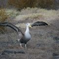 2Galapagosalbatros (Phoebastria irrorata)