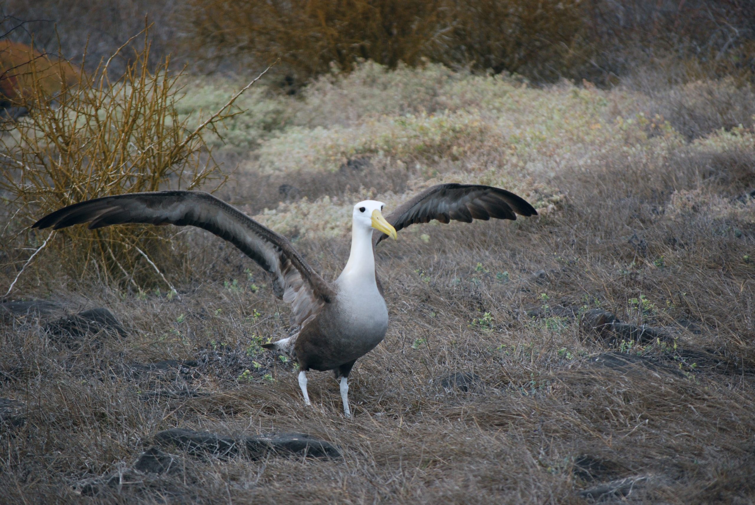 2Galapagosalbatros (Phoebastria irrorata)