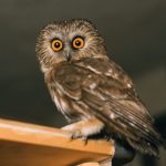Sägekauz (Aegolius acadicus)