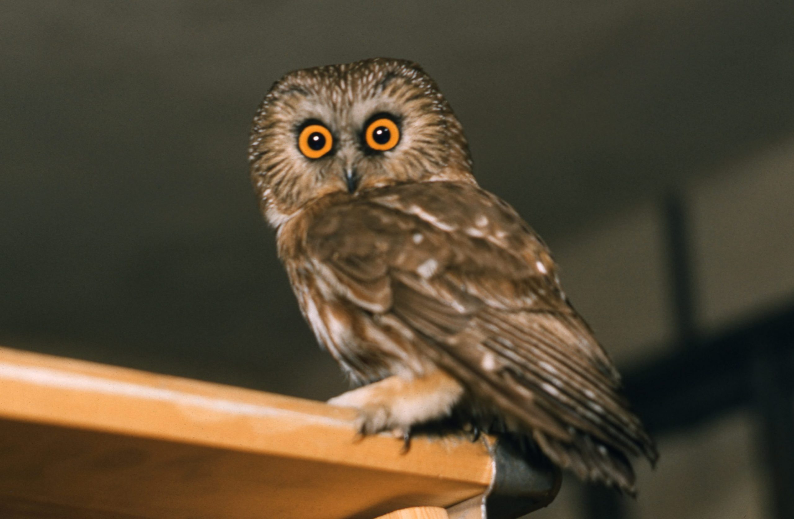 Sägekauz (Aegolius acadicus)