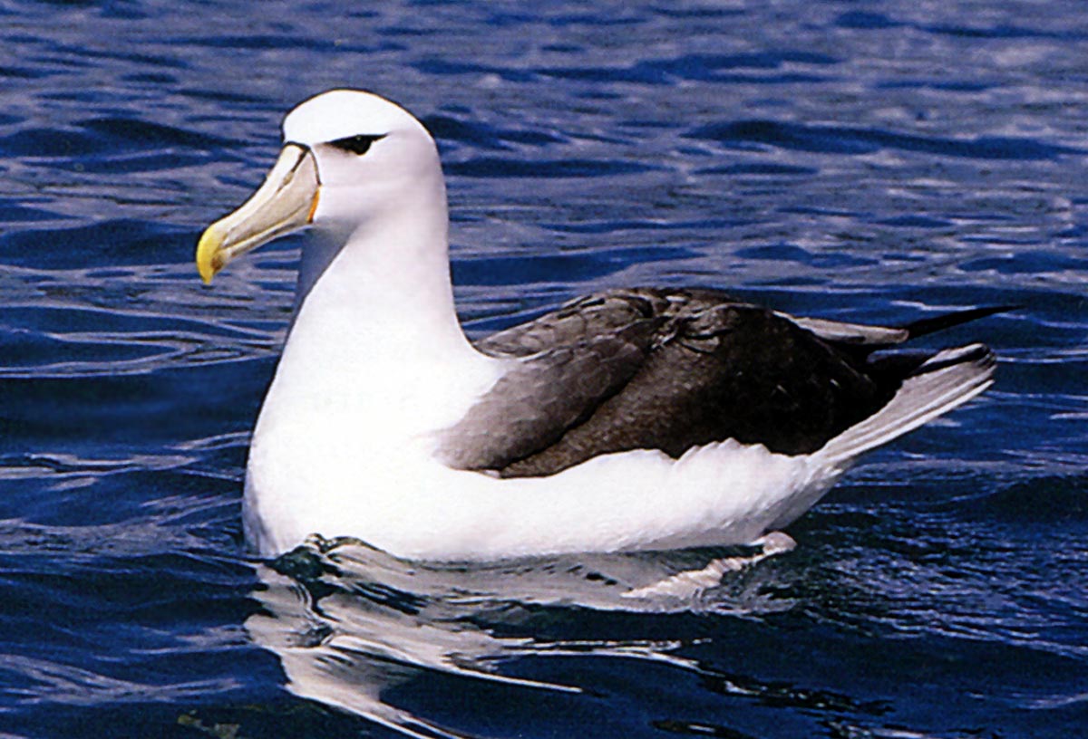 Albatrosse (Diomedeidae) (2)