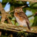 Cuba-Sperlingskauz (Glaucidium siju)