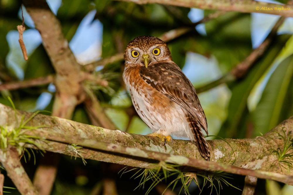 Cuba-Sperlingskauz (Glaucidium siju)