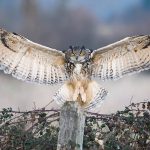 Eulen (Strigiformes)
