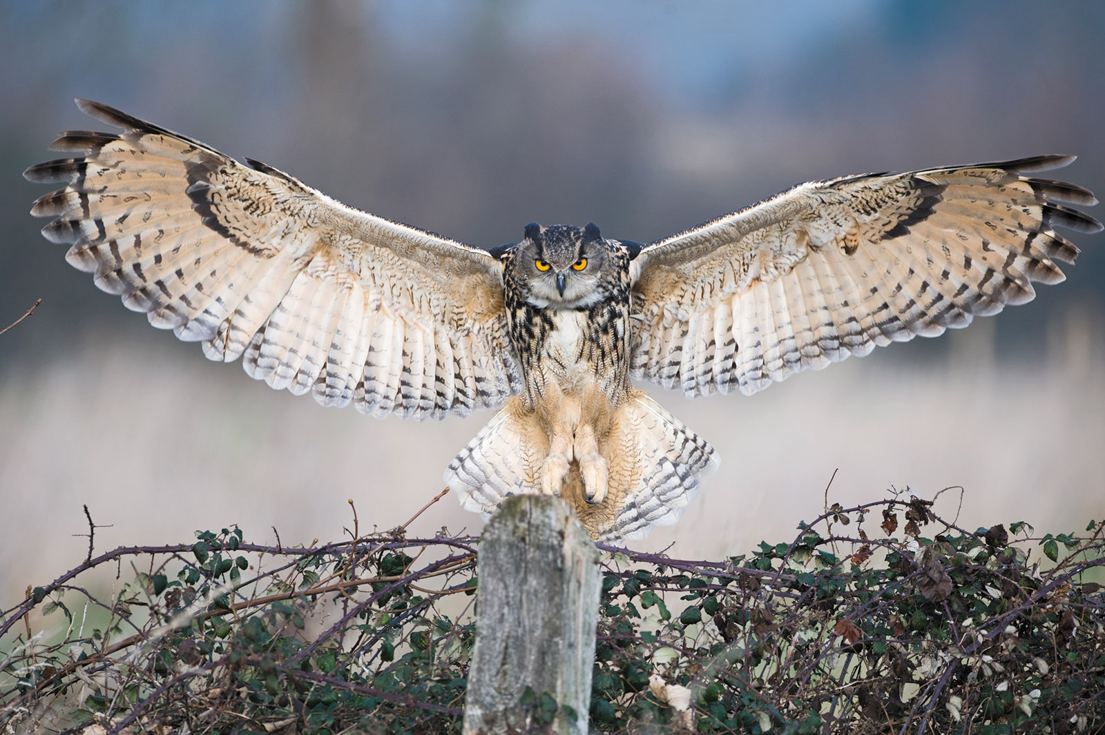 Eulen (Strigiformes)