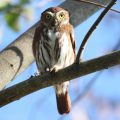 (Glaucidium brasilianum)