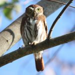 (Glaucidium brasilianum)