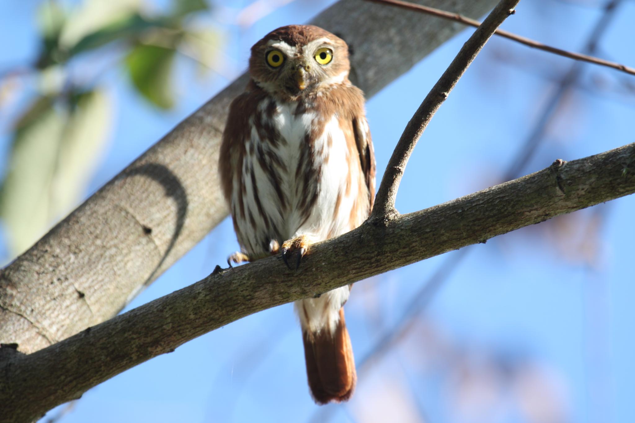 (Glaucidium brasilianum)