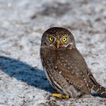 Gnomen-Sperlingskauz (Glaucidium gnoma)