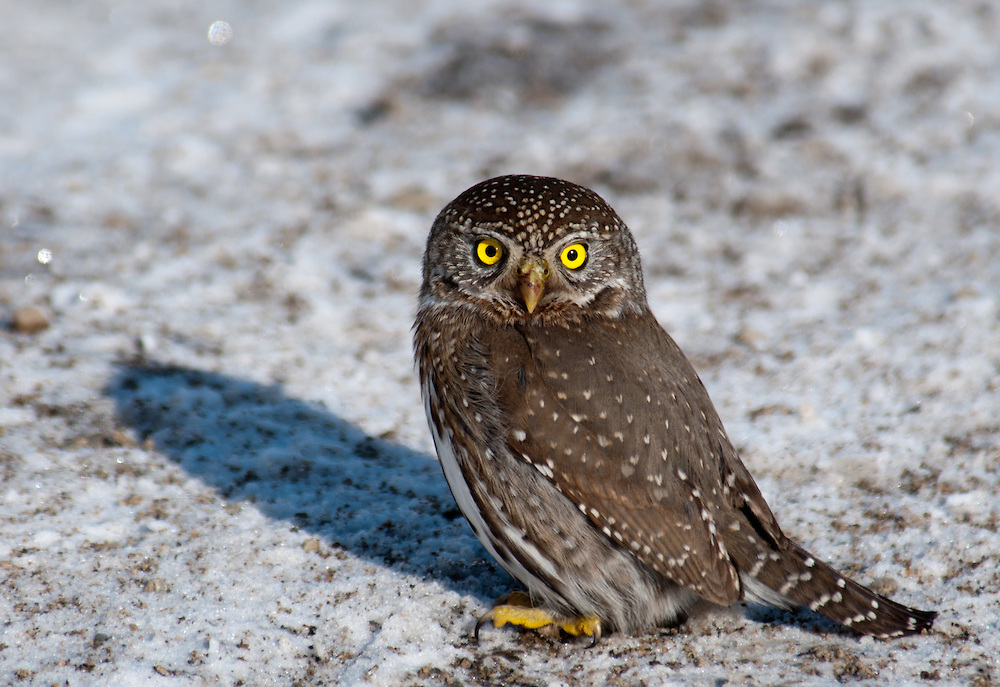 Gnomen-Sperlingskauz (Glaucidium gnoma)