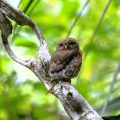 Kleinst-Zwergkauz (Glaucidium minutissimum),