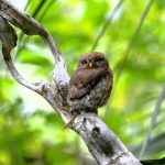 Kleinst-Zwergkauz (Glaucidium minutissimum),
