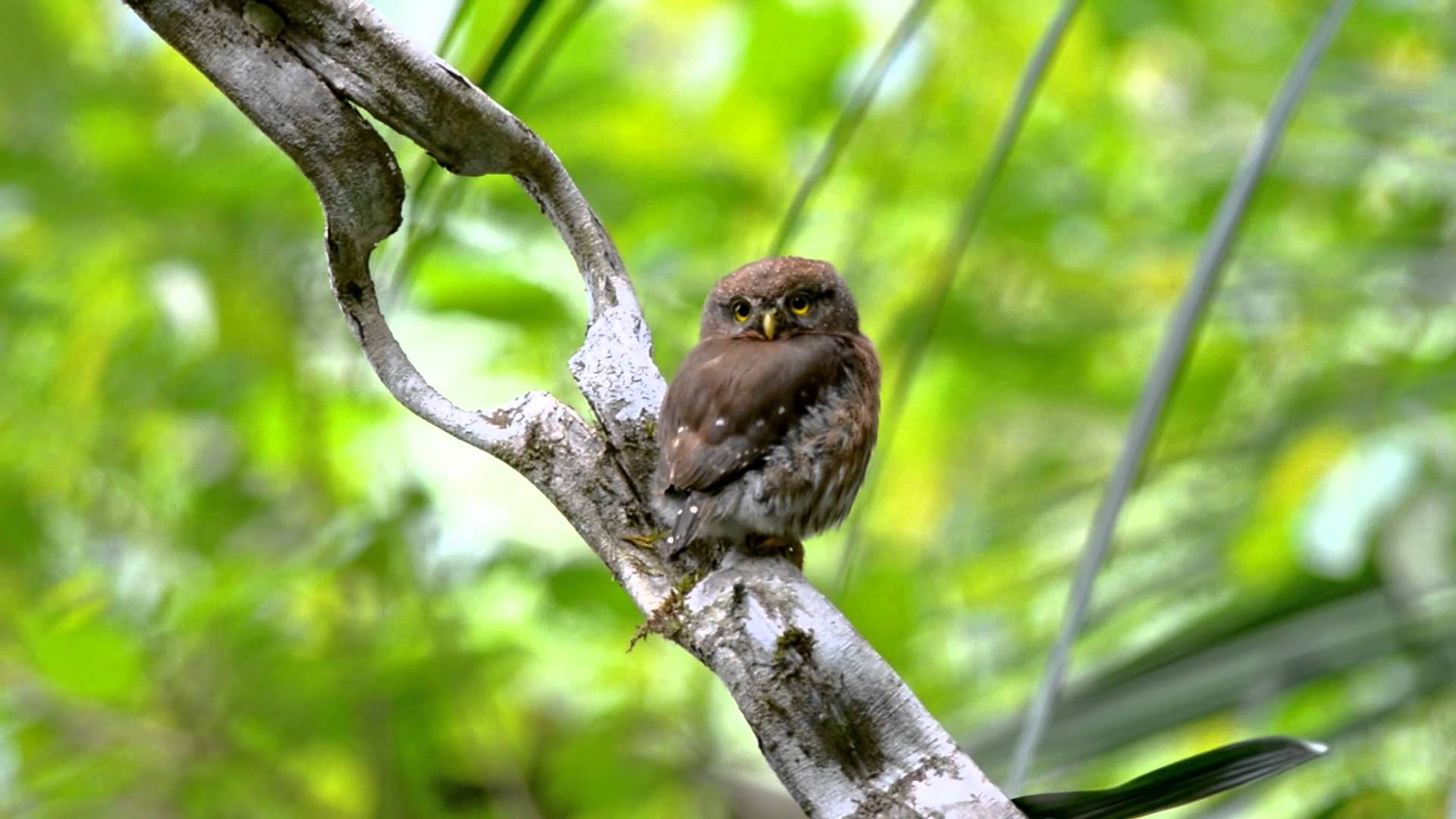 Kleinst-Zwergkauz (Glaucidium minutissimum),