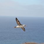Laysanalbatros (Phoebastria immutabilis) i