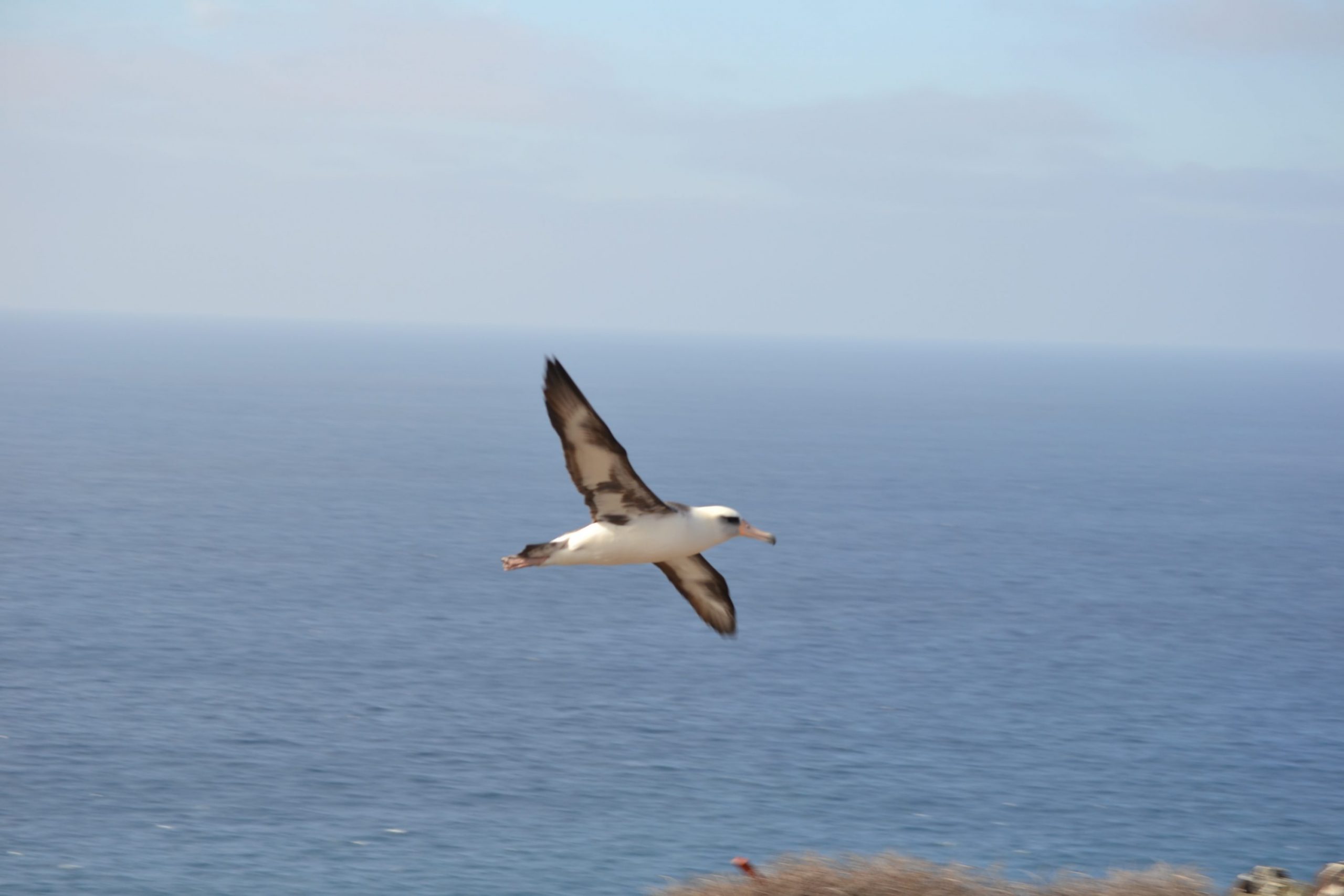 Laysanalbatros (Phoebastria immutabilis) i