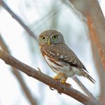Palmenzwergkauz (Glaucidium palmarum)