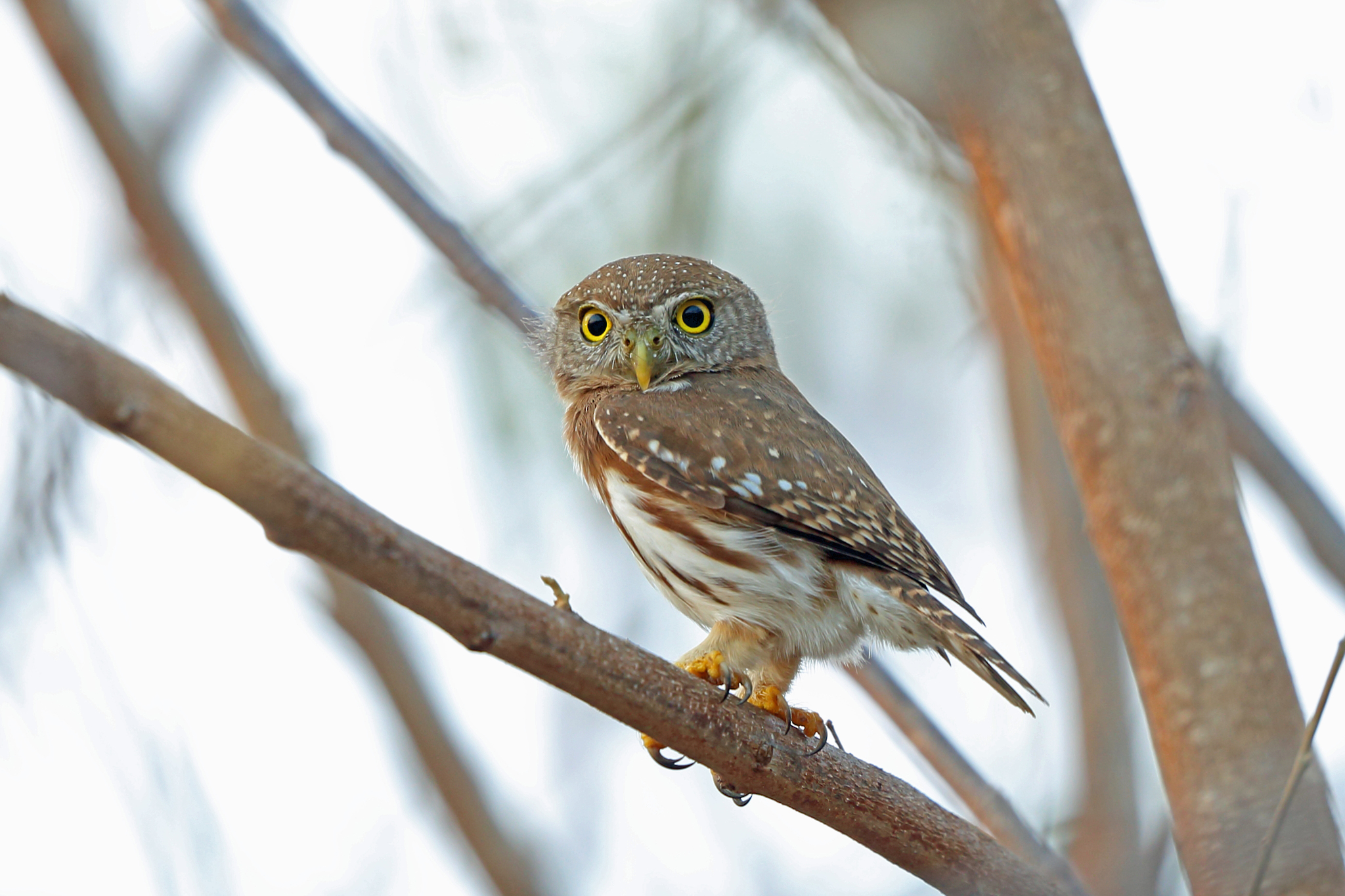 Palmenzwergkauz (Glaucidium palmarum)