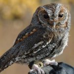 Ponderosaeule (Philoscops flammeolus)