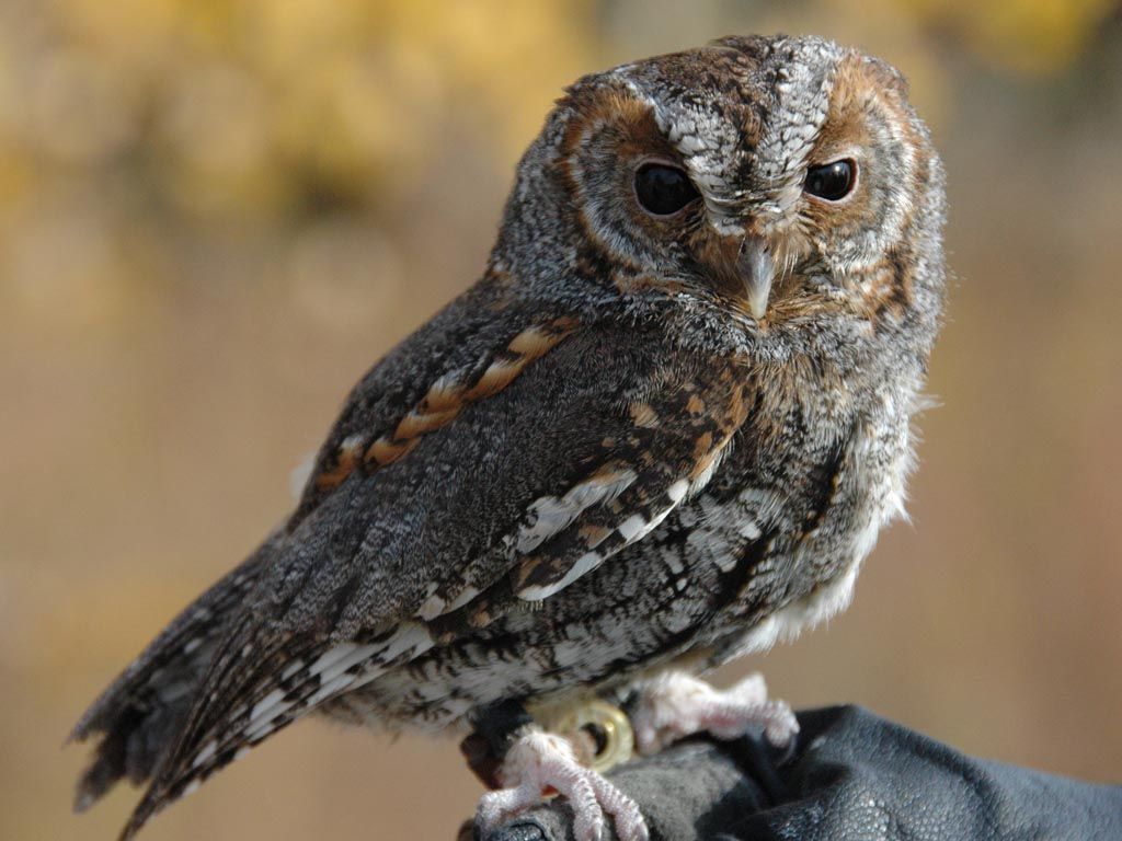 Ponderosaeule (Philoscops flammeolus)