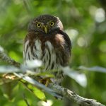 Sanchezzwergkauz (Glaucidium sanchezi)