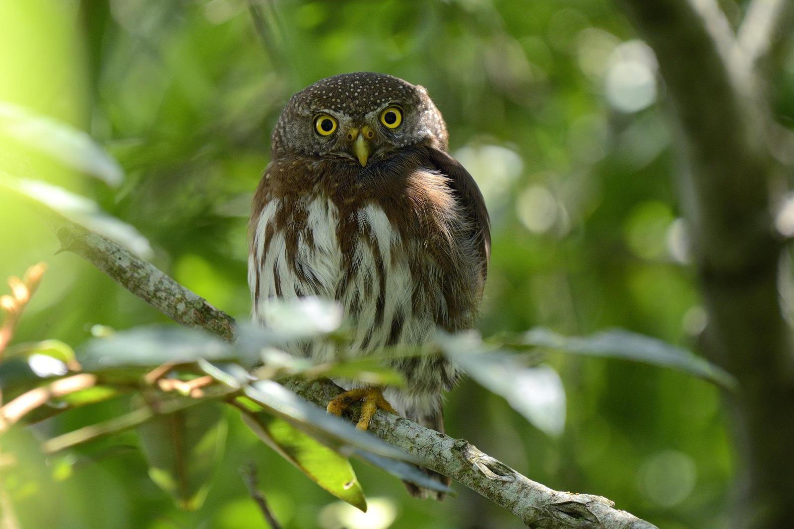 Sanchezzwergkauz (Glaucidium sanchezi)